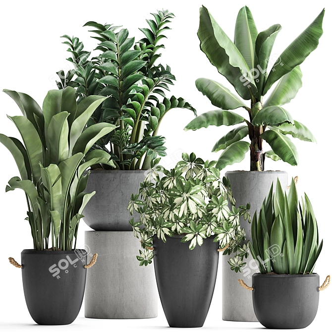 Exotic Houseplant Collection 3D model image 1