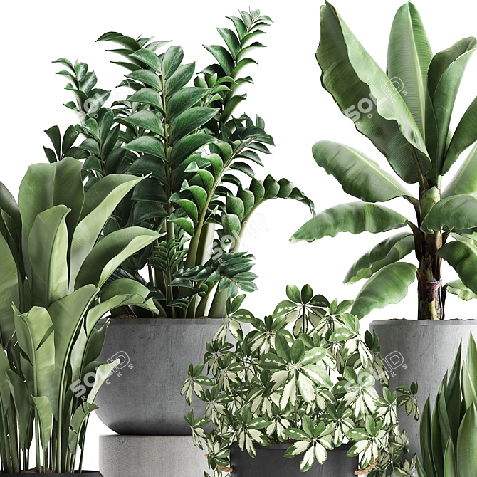 Exotic Houseplant Collection 3D model image 2