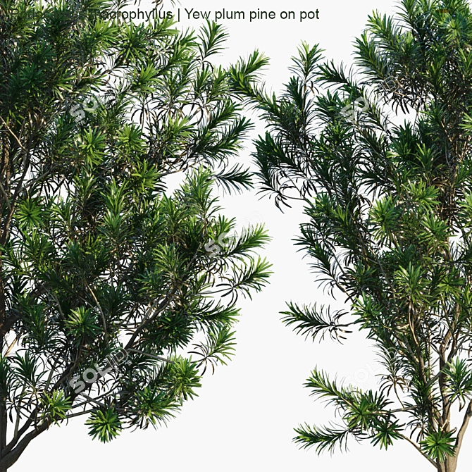 Lush Yew Plum Pine: Potted Perfection! 3D model image 2