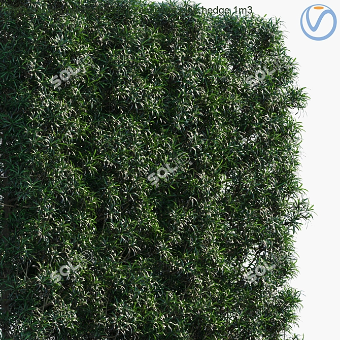 Evergreen Yew Plum Pine Hedge 3D model image 2