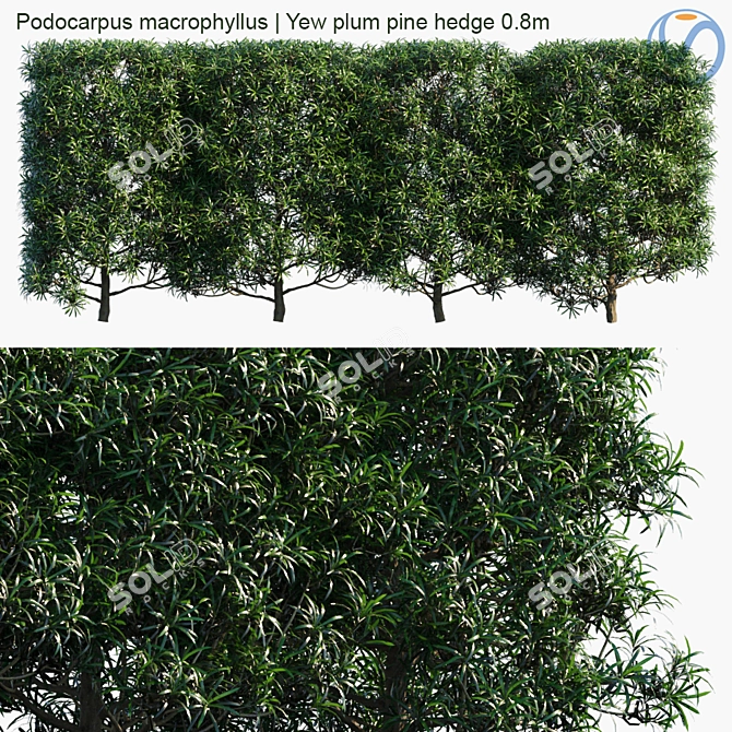 Podocarpus Hedge: Yew Plum Pine 3D model image 1