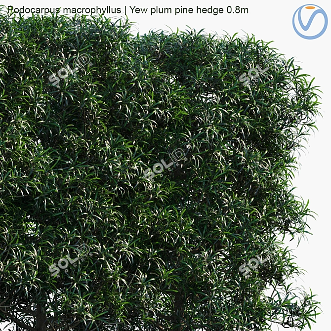 Podocarpus Hedge: Yew Plum Pine 3D model image 2