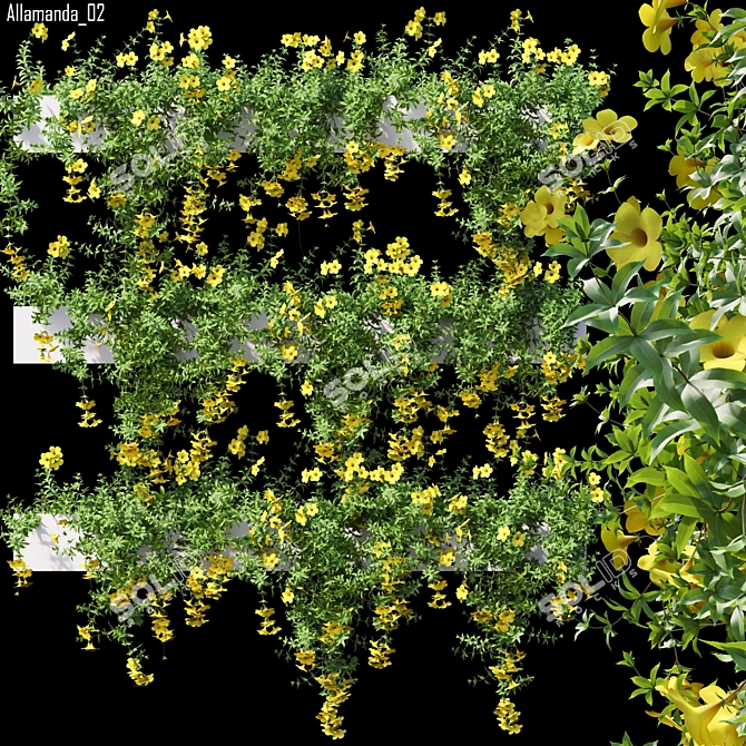 Allamanda 02: HD 3D Model with Corona Render 3D model image 1