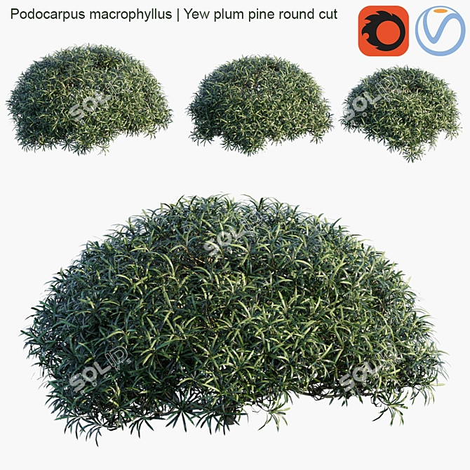 Colorful Podocarpus Macrophyllus: Yew Plum Pine 3D model image 1