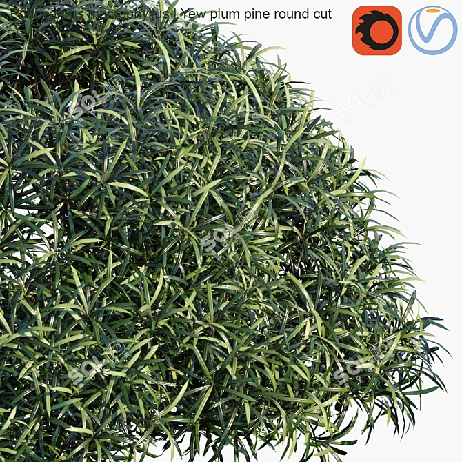 Colorful Podocarpus Macrophyllus: Yew Plum Pine 3D model image 2