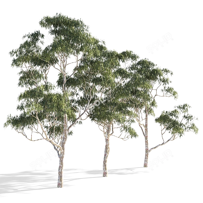 Eucalyptus 7 - Vibrant Variations 3D model image 2