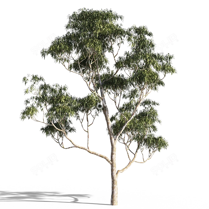 Eucalyptus 7 - Vibrant Variations 3D model image 4