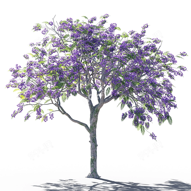 Jacaranda mimosifolia Tree: Vibrant and Majestic 3D model image 2