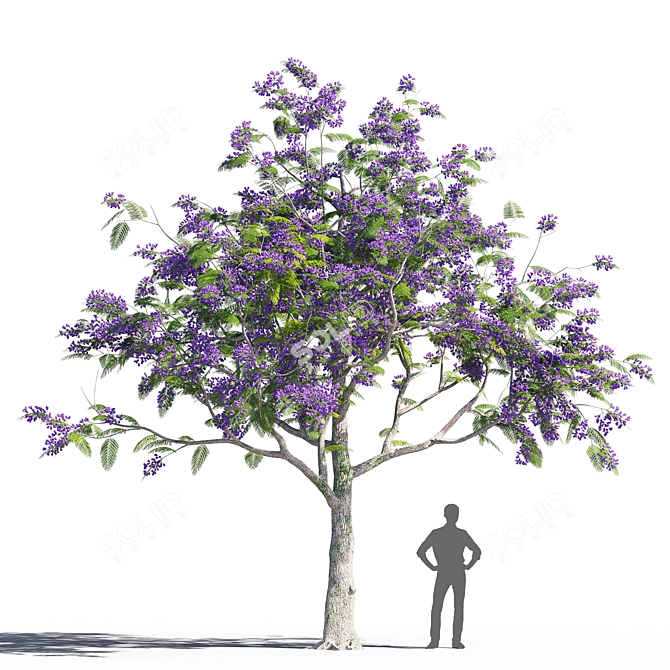 Jacaranda Mimosifolia: Stunning Color Burst 3D model image 1