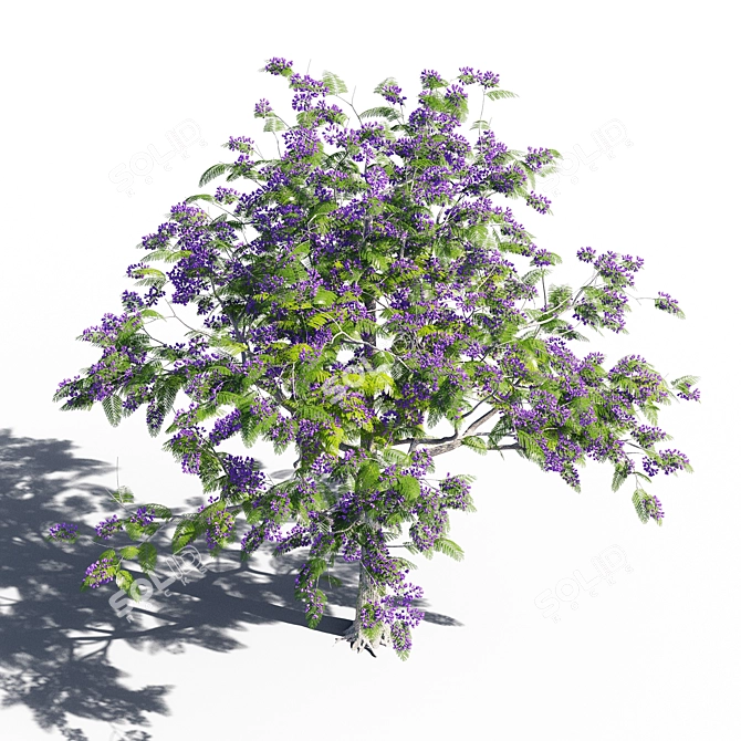 Jacaranda Mimosifolia: Stunning Color Burst 3D model image 2