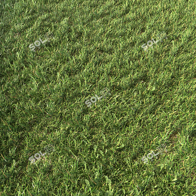 Grass Landscaping Geometry Spline 3D model image 3