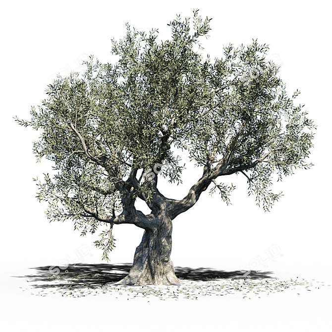 Europa Olea: Majestic Giant Olive Tree 3D model image 1