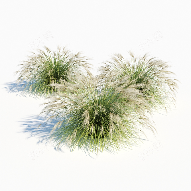 Elegant Miscanthus Sinensis Grass 3D model image 1