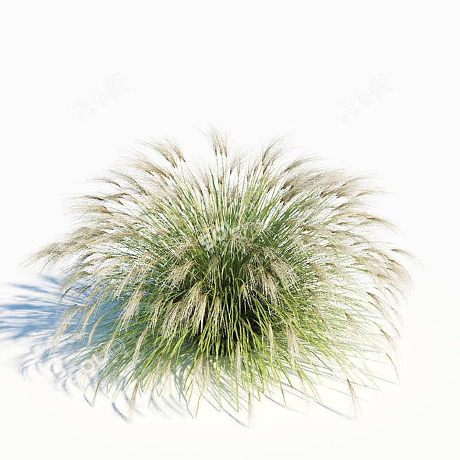 Elegant Miscanthus Sinensis Grass 3D model image 3