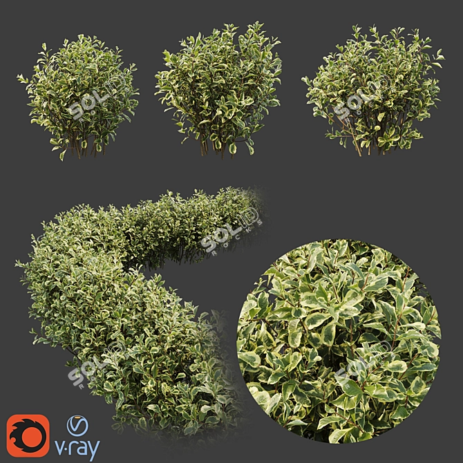 Stunning Weigela Florida Set 3D model image 1