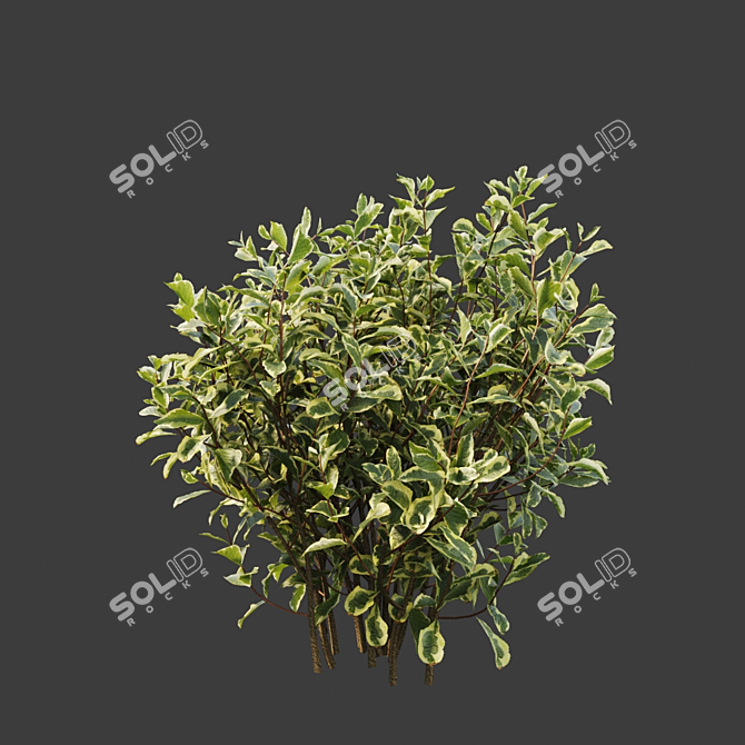 Stunning Weigela Florida Set 3D model image 3