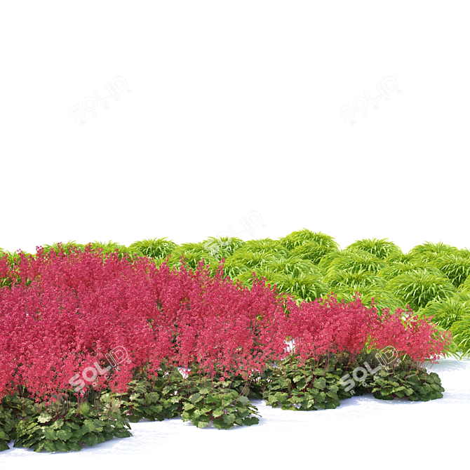 Fiery Rain Heucherella | Stunning Red Foliage 3D model image 3