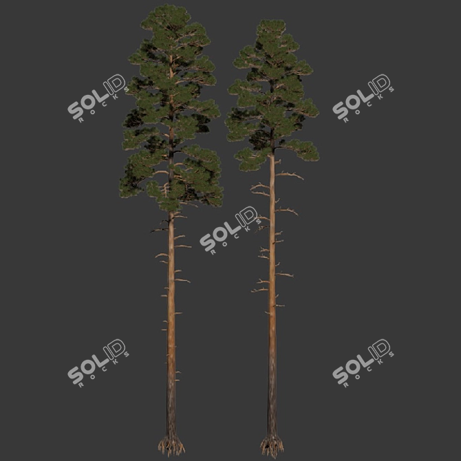 Pine 5 Low Poly Tree Bundle 3D model image 2