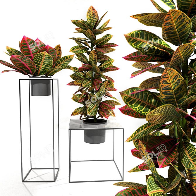 Tropical Vibes: Croton Plants Set 3D model image 1
