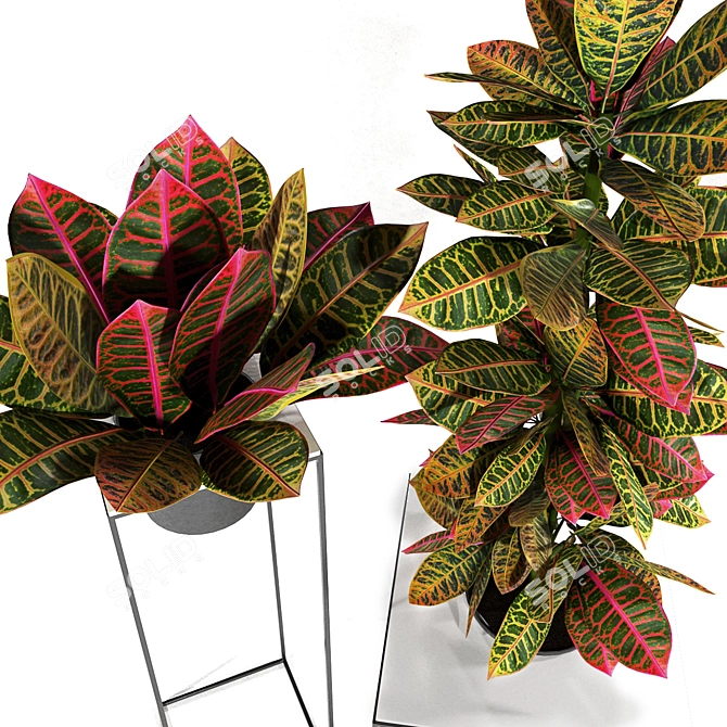 Tropical Vibes: Croton Plants Set 3D model image 2