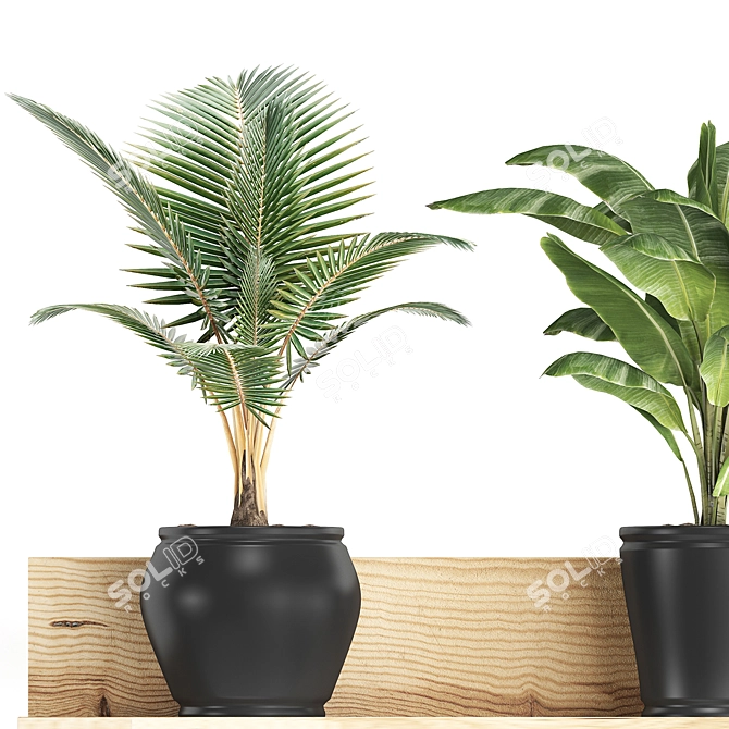 Exotic Plant Collection: Banana & Coconut Palm 3D model image 2