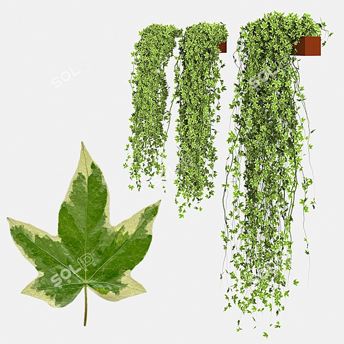 Golden Ivy Set: Hedera Helix Goldchild in Pot 3D model image 1