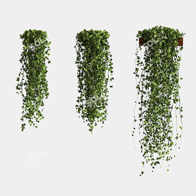 Golden Ivy Set: Hedera Helix Goldchild in Pot 3D model image 2