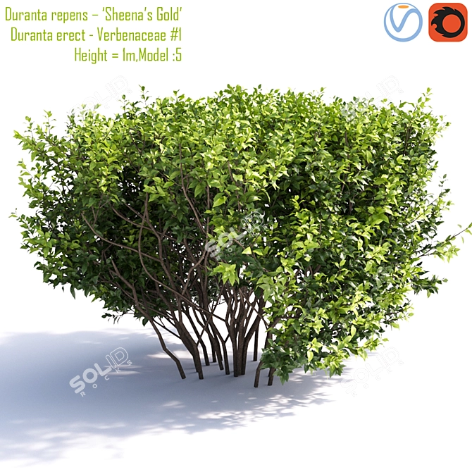 Golden Duranta - Vibrant Foliage 3D model image 2