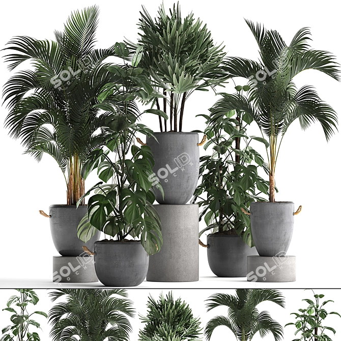 Exotic Indoor Plant Collection 3D model image 1