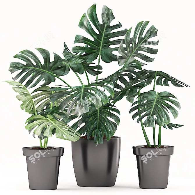 Monsterious Monstera: Plants 164 3D model image 2