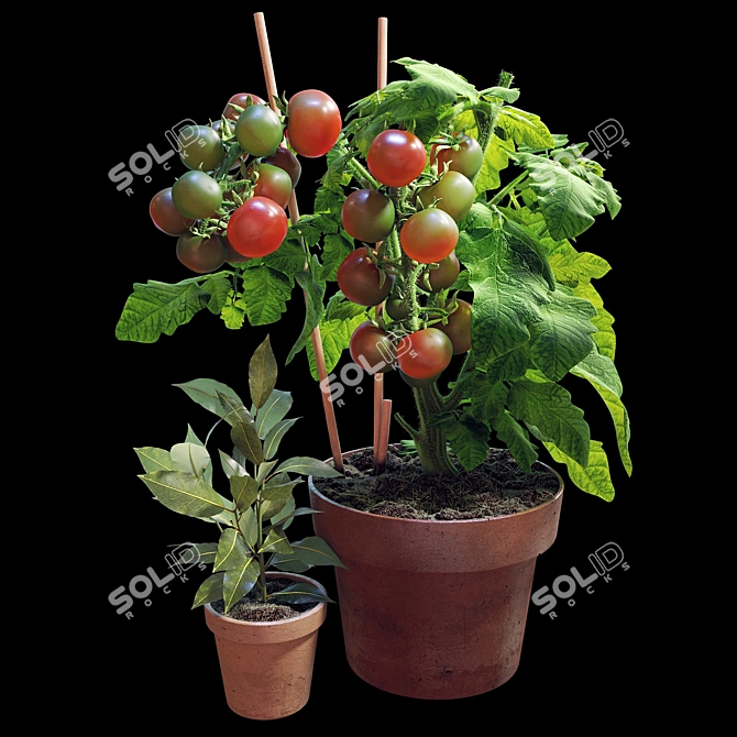  Tomato and Rosemary Plant Set 3D model image 1