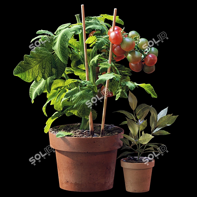  Tomato and Rosemary Plant Set 3D model image 2