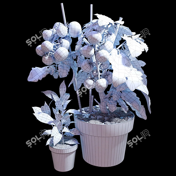  Tomato and Rosemary Plant Set 3D model image 3