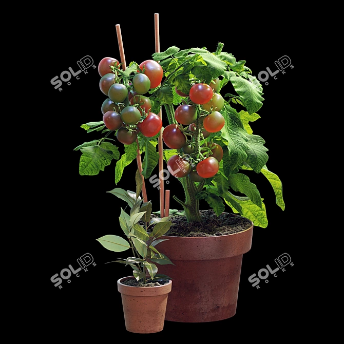  Tomato and Rosemary Plant Set 3D model image 4