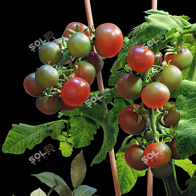  Tomato and Rosemary Plant Set 3D model image 6