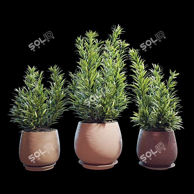 Rosemary Plant Set 3D model image 3