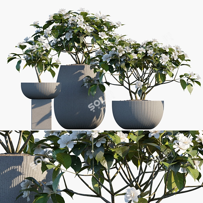 Fragrant Gardenia in Pots 3D model image 1
