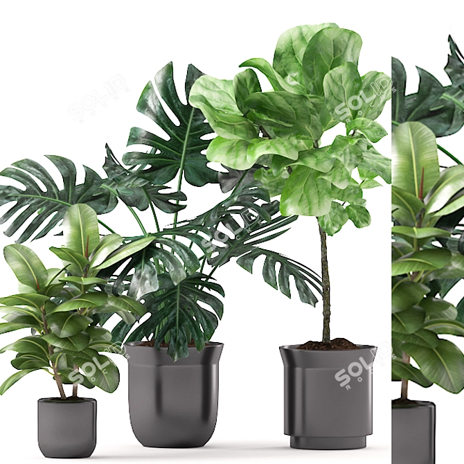 Plants 163: Monstera, Rubber & Ficus 3D model image 1