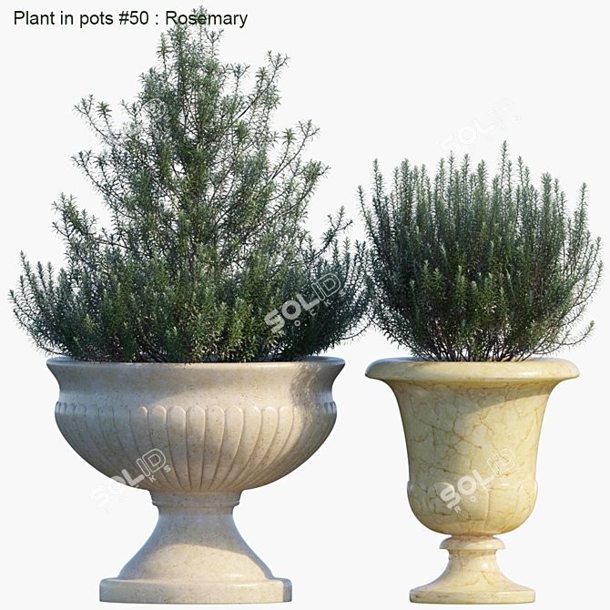 Aromatic Rosemary in Pots 3D model image 1