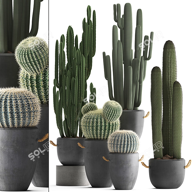 Exotic Cactus Collection - 411 Varieties 3D model image 1