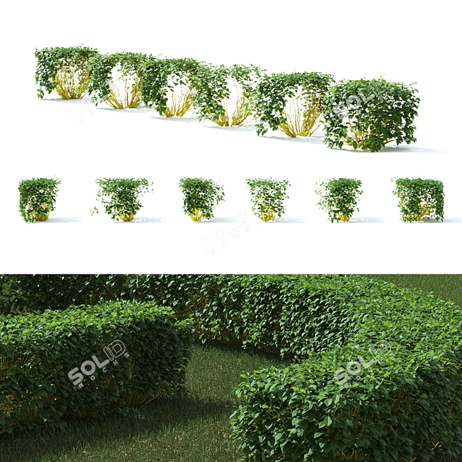 Golden Hedge | Cornus sericea `Flaviramea` 3D model image 3