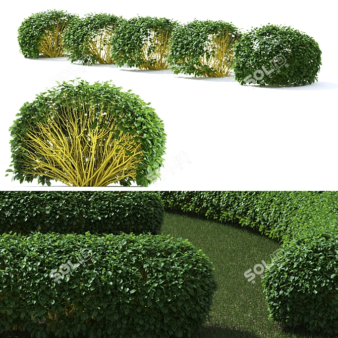 Flaviramea Cornus Sericea Hedge 3D model image 3