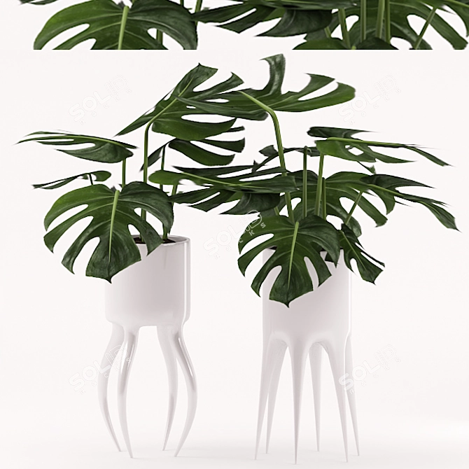 Monstera Plant in Ceramic Pot 3D model image 1