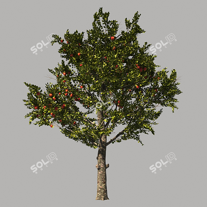 AppleTree Model 3D model image 1