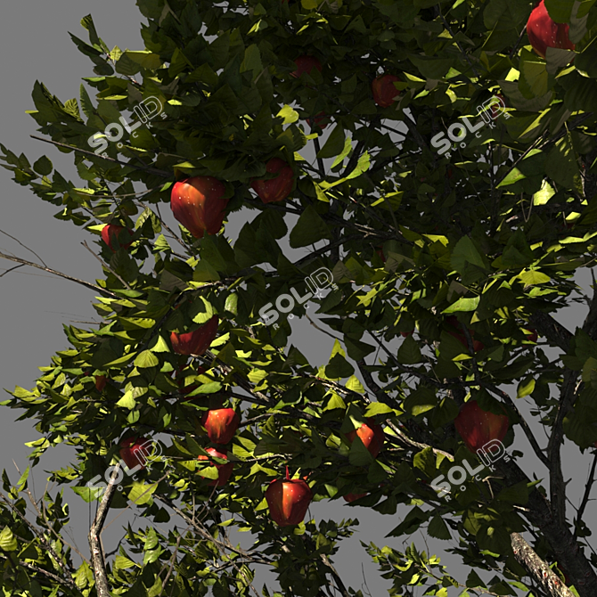 AppleTree Model 3D model image 2