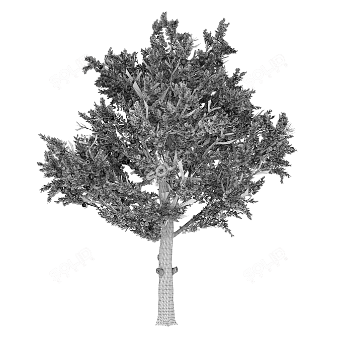 AppleTree Model 3D model image 3