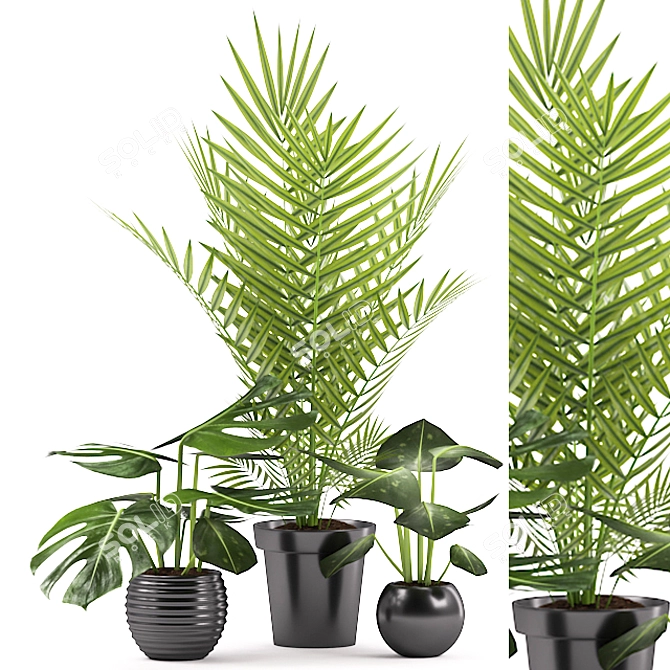 Monstera Palm Plant with Black Pot 3D model image 1