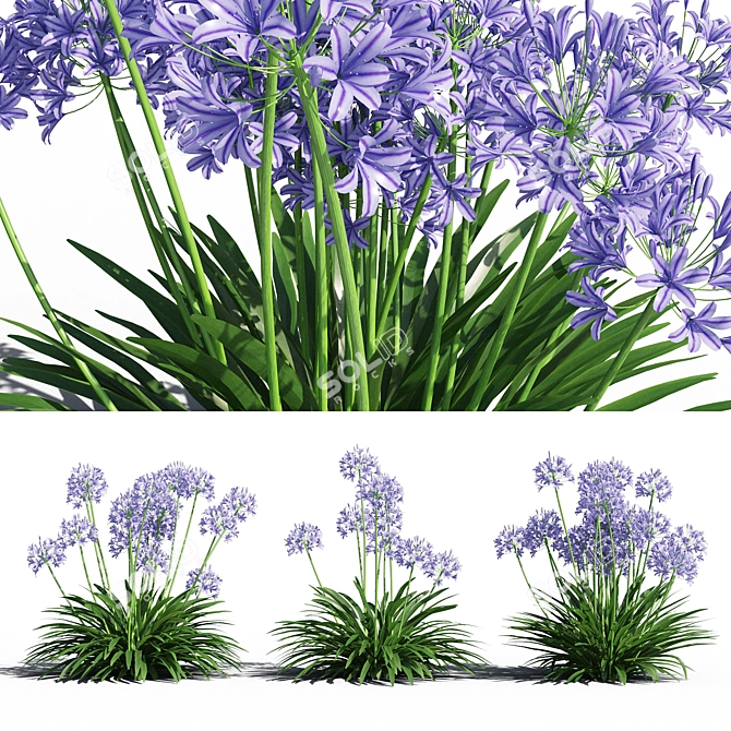 Exquisite Agapanthus Blooms 3D model image 1