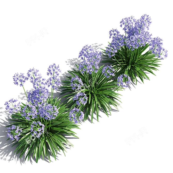 Exquisite Agapanthus Blooms 3D model image 2