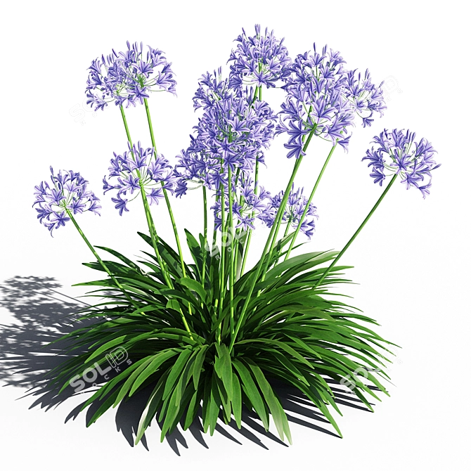 Exquisite Agapanthus Blooms 3D model image 3